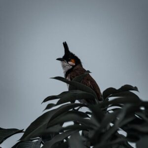بدل كاجوال — يوم عمل